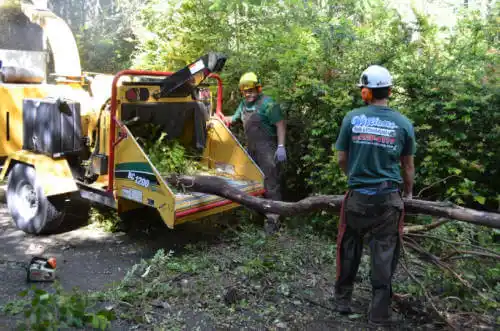 tree services La Presa